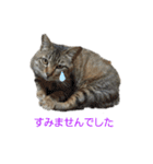 とっても可愛い猫（個別スタンプ：7）
