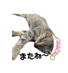 とっても可愛い猫（個別スタンプ：8）