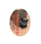 ブリティッシュショートヘアのジジ（個別スタンプ：7）