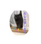 ブリティッシュショートヘアのジジ（個別スタンプ：11）
