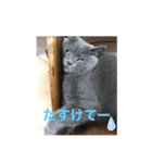 ブリティッシュショートヘアのジジ（個別スタンプ：12）