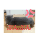 ブリティッシュショートヘアのジジ（個別スタンプ：13）