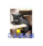 ブリティッシュショートヘアのジジ（個別スタンプ：14）