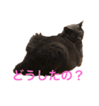 ブリティッシュショートヘアのジジ（個別スタンプ：17）