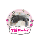 ブリティッシュショートヘアのジジ（個別スタンプ：20）