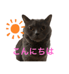 ブリティッシュショートヘアのジジ（個別スタンプ：24）