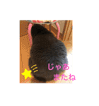 ブリティッシュショートヘアのジジ（個別スタンプ：27）