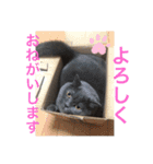 ブリティッシュショートヘアのジジ（個別スタンプ：29）