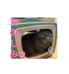 ブリティッシュショートヘアのジジ（個別スタンプ：30）