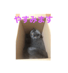 ブリティッシュショートヘアのジジ（個別スタンプ：31）