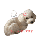 ARURURU（個別スタンプ：13）