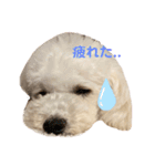 ARURURU（個別スタンプ：15）