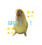 こざくらいんこ 黄吉の日常（個別スタンプ：1）
