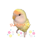 こざくらいんこ 黄吉の日常（個別スタンプ：2）