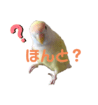 こざくらいんこ 黄吉の日常（個別スタンプ：3）
