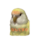 こざくらいんこ 黄吉の日常（個別スタンプ：4）