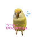 こざくらいんこ 黄吉の日常（個別スタンプ：5）