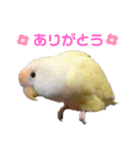 こざくらいんこ 黄吉の日常（個別スタンプ：6）