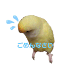 こざくらいんこ 黄吉の日常（個別スタンプ：7）