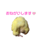 こざくらいんこ 黄吉の日常（個別スタンプ：8）