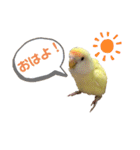 こざくらいんこ 黄吉の日常（個別スタンプ：9）