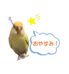 こざくらいんこ 黄吉の日常（個別スタンプ：10）