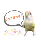 こざくらいんこ 黄吉の日常（個別スタンプ：11）