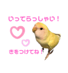 こざくらいんこ 黄吉の日常（個別スタンプ：12）