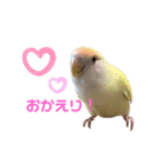 こざくらいんこ 黄吉の日常（個別スタンプ：13）