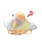 こざくらいんこ 黄吉の日常（個別スタンプ：15）