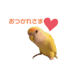 こざくらいんこ 黄吉の日常（個別スタンプ：16）