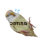 こざくらいんこ 黄吉の日常（個別スタンプ：18）