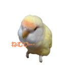 こざくらいんこ 黄吉の日常（個別スタンプ：19）
