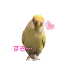 こざくらいんこ 黄吉の日常（個別スタンプ：21）
