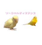 こざくらいんこ 黄吉の日常（個別スタンプ：23）