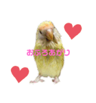 こざくらいんこ 黄吉の日常（個別スタンプ：24）