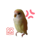 こざくらいんこ 黄吉の日常（個別スタンプ：26）