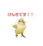 こざくらいんこ 黄吉の日常（個別スタンプ：27）