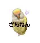 こざくらいんこ 黄吉の日常（個別スタンプ：29）