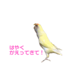 こざくらいんこ 黄吉の日常（個別スタンプ：30）
