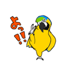 ルリコンゴウインコのイラストスタンプ（個別スタンプ：3）