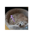 ぼてこ（個別スタンプ：1）