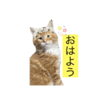 テオ・スタンプ（個別スタンプ：1）