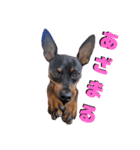 名犬サクちゃん5（個別スタンプ：1）