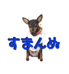 名犬サクちゃん5（個別スタンプ：2）