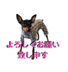 名犬サクちゃん5（個別スタンプ：3）