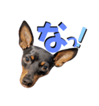 名犬サクちゃん5（個別スタンプ：5）