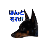 名犬サクちゃん5（個別スタンプ：6）