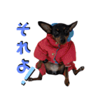名犬サクちゃん5（個別スタンプ：7）