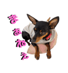 名犬サクちゃん5（個別スタンプ：8）